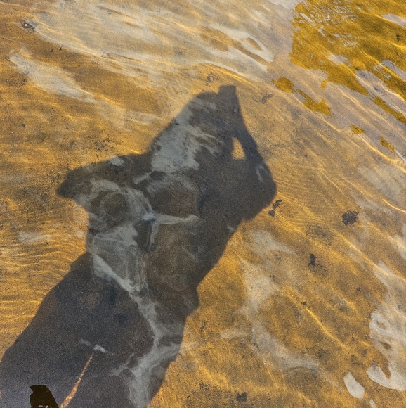 Meet your Posher, Jass - Picture 1 of 1